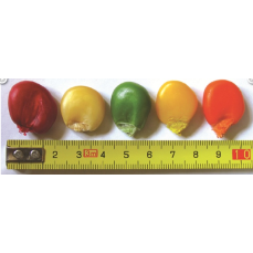 Vanilka - CUKK mega kukurica