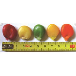 Med - CUKK mega kukurica