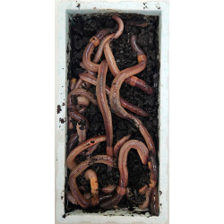 Kanadský červ 48ks. Kanadský červ 48ks.