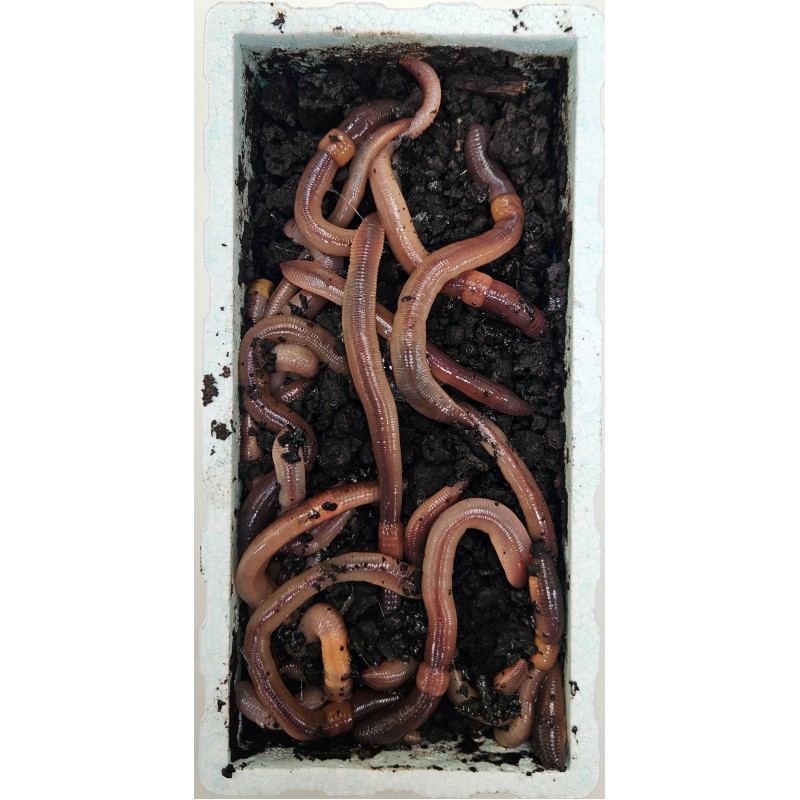 Kanadský červ 48ks.