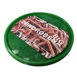 Dendrobena BIG - zelená krabička Dendrobena BIG - zelená krabička