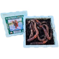 Kanadský červ cesnakový 12ks. Kanadský červ cesnakový 12ks.