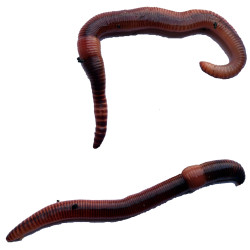 Dendrobena BIG 1kg Dendrobena BIG 1kg