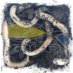 Kanadský červ 24ks. Kanadský červ 24ks.