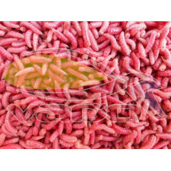 Kostný červ - červený Kostný červ - červený