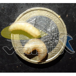 Kostný červ - natur Kostný červ - natur