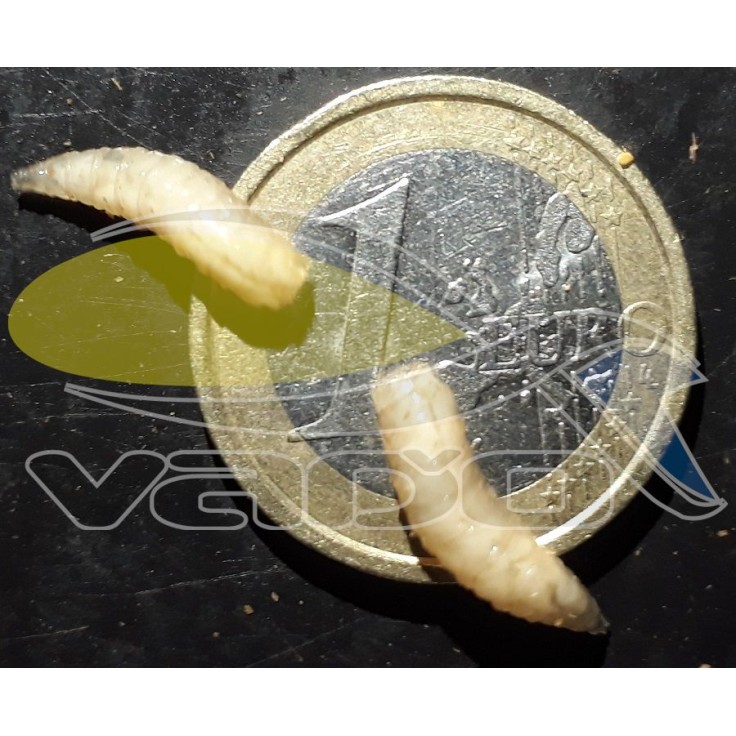 Kostný červ - natur Kostný červ - natur