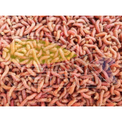 Kostný červ - oranžový Kostný červ - oranžový