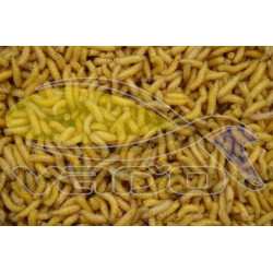 Kostný červ - žltý Kostný červ - žltý