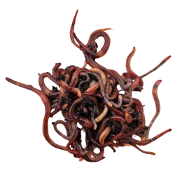 Dendrobena MIX Dendrobena MIX