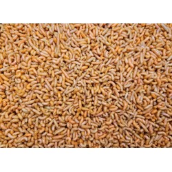 Pinky oranžové Pinky oranžové