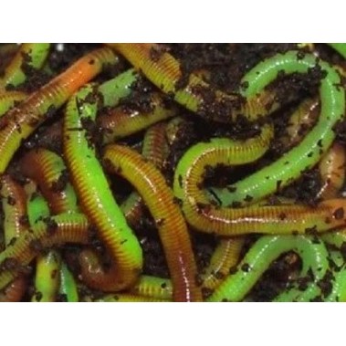 Kanadský červ zelený 12ks.