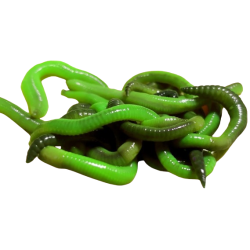 Kanadský červ zelený 12ks. Kanadský červ zelený 12ks.